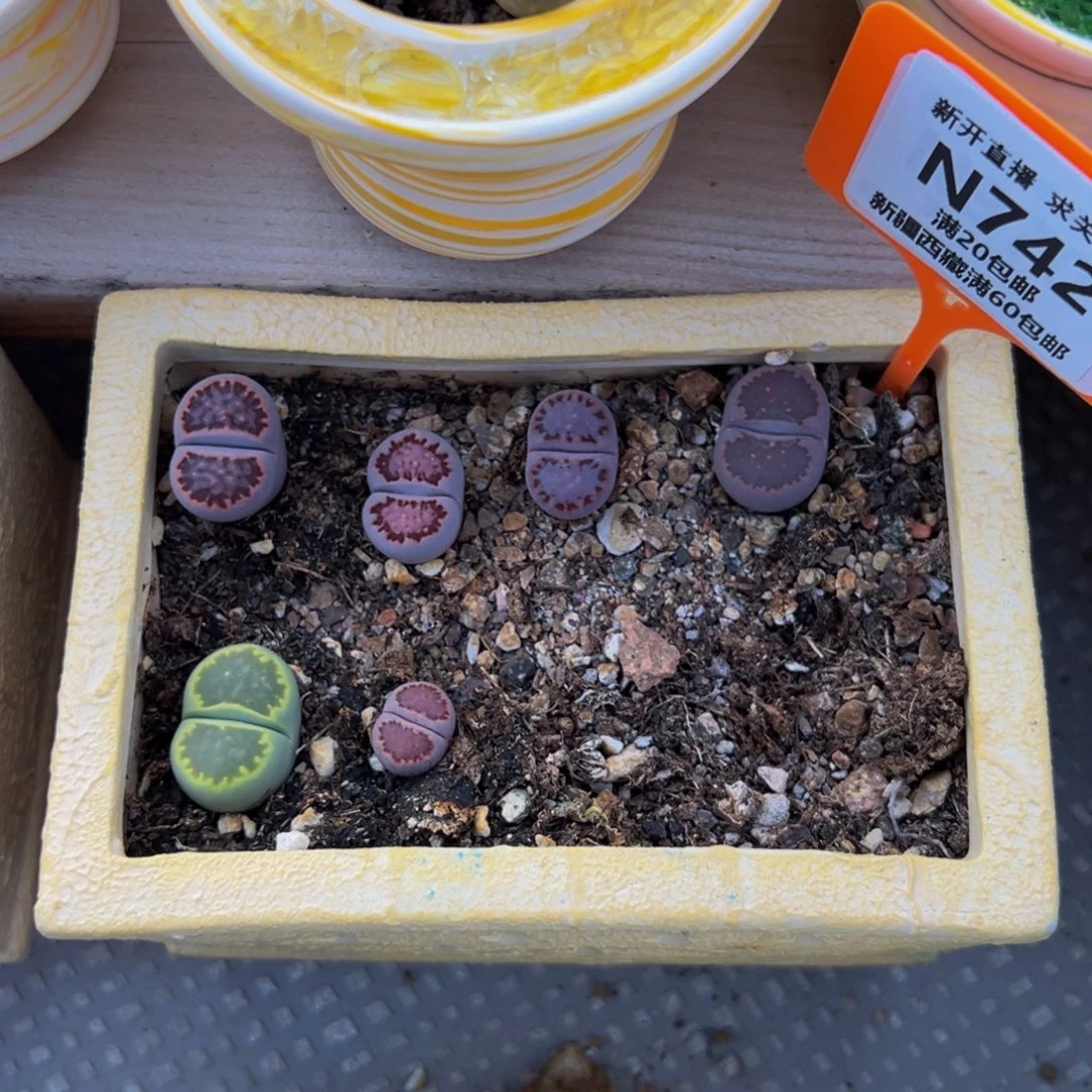 ****璃742 一物一拍，默认有伤，介意勿拍，不退不换
