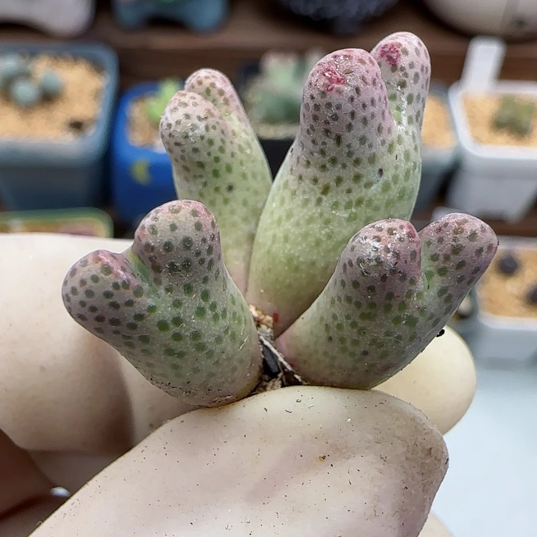 510园艺优选红斑马