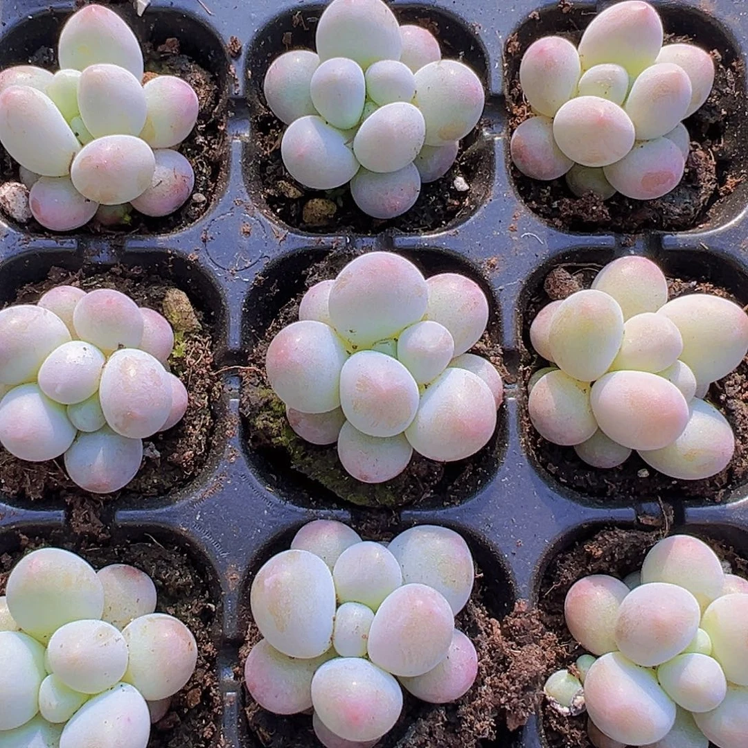 汤圆苗5颗19包邮多肉