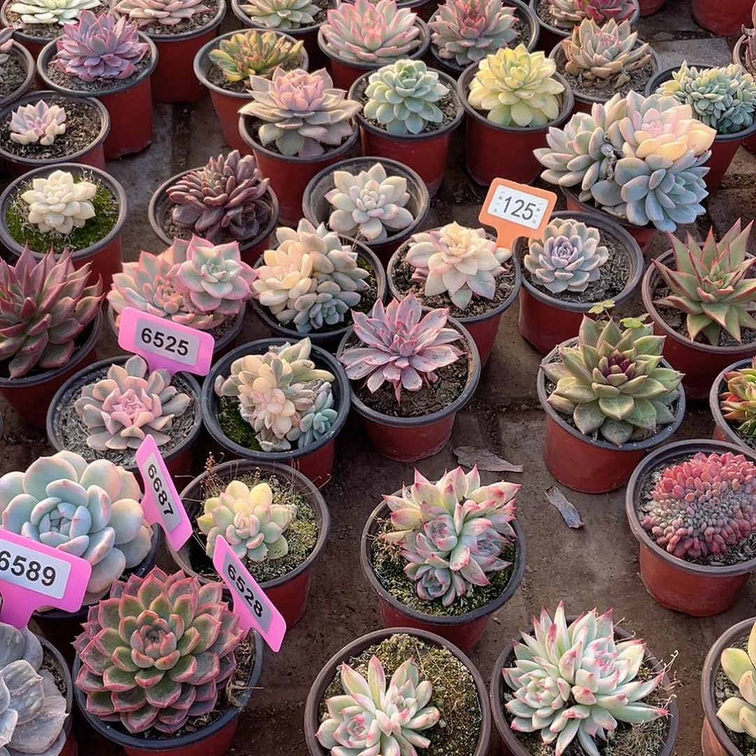 悠***悠240号多肉植物盆栽