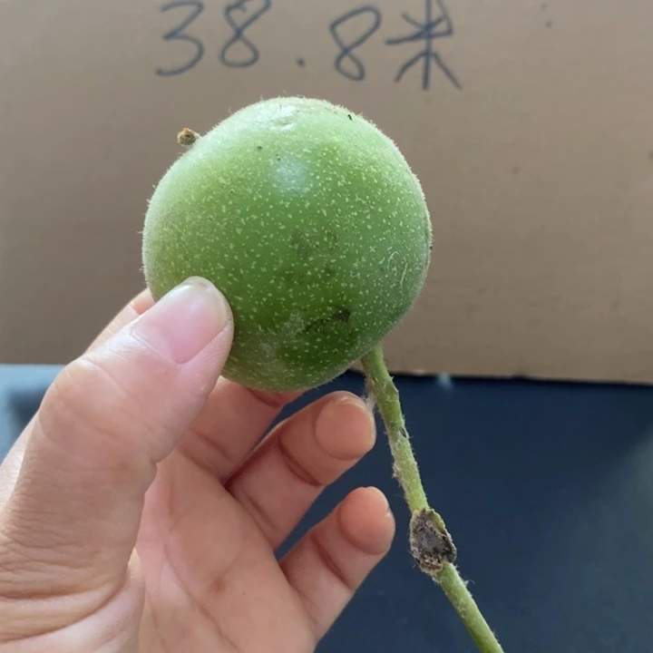 文玩核桃吊坠盘山