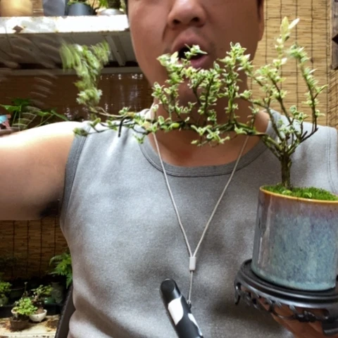 红陶一物一拍所见即所得125