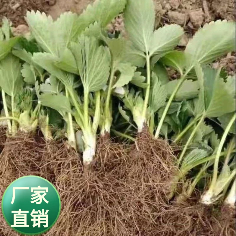 红花草莓苗 草莓种植 四季结果盆栽庭院阳台室内地栽草莓秧裸根