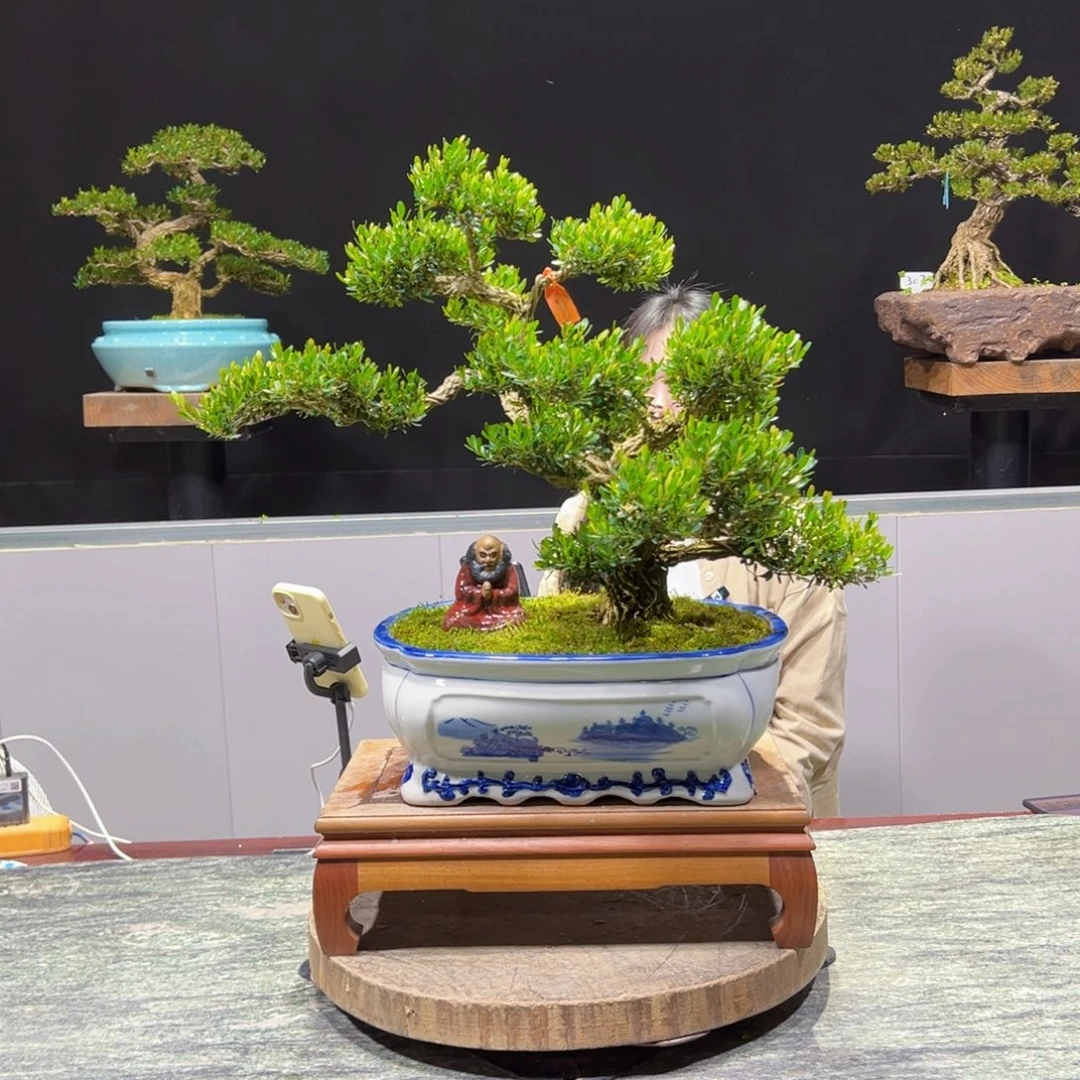 黄杨盆景黄杨盆景雀舌软枝