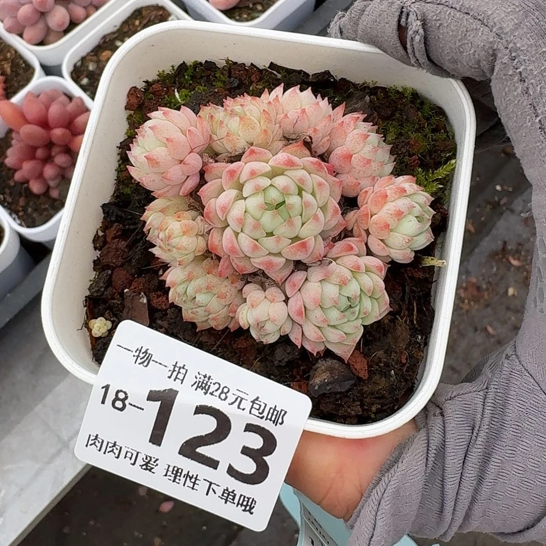小粉梅无盆土发货无