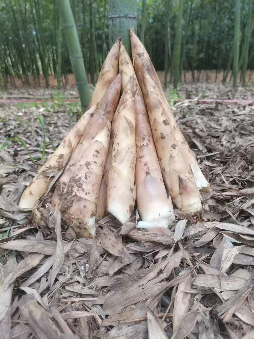 【白哺鸡象牙笋】江西弋阳高山黄泥白哺鸡象牙笋春笋现挖现发鲜香嫩