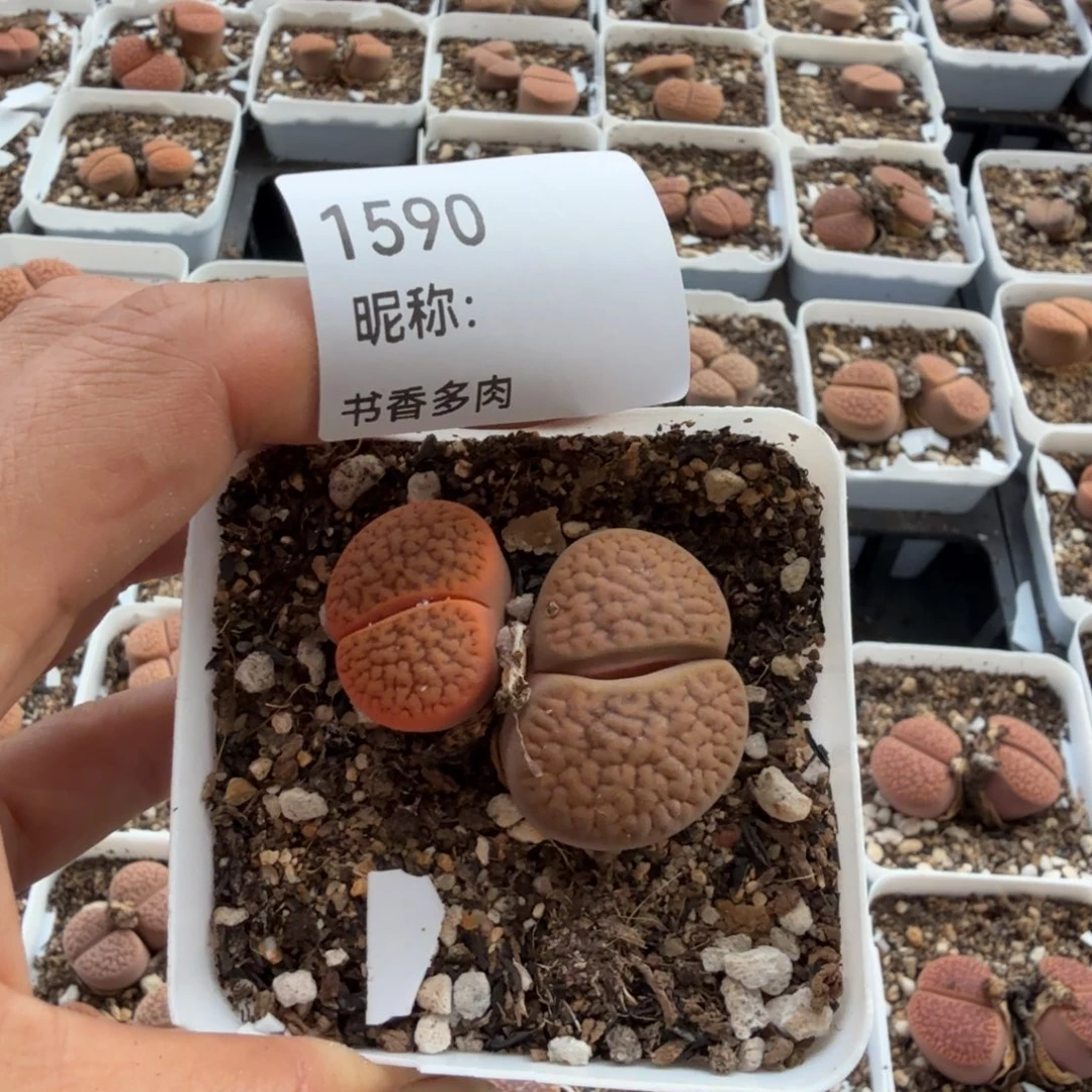 向***开多肉植物多肉植物多肉植物