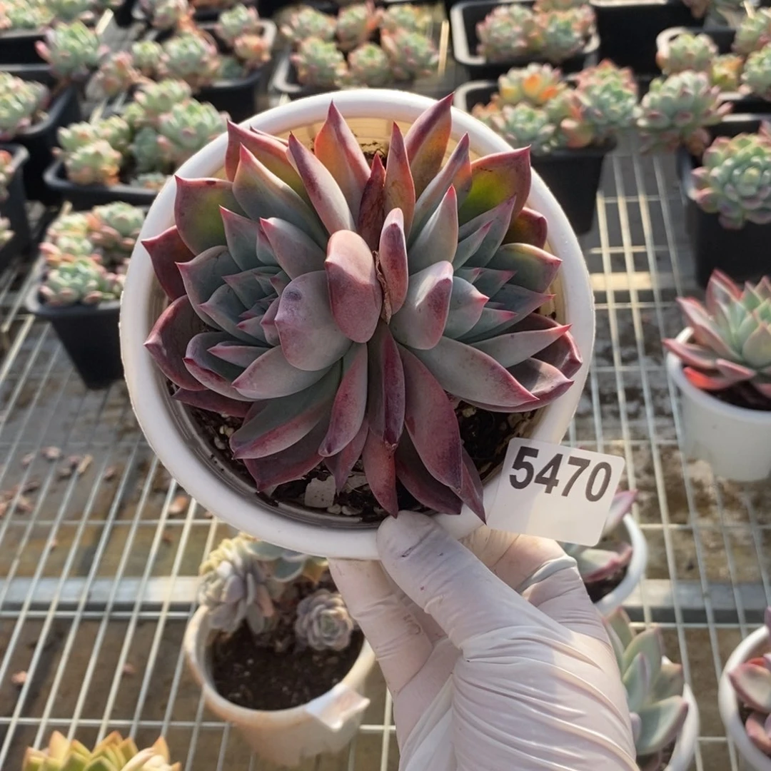 一***叶5470卡双头一物一拍