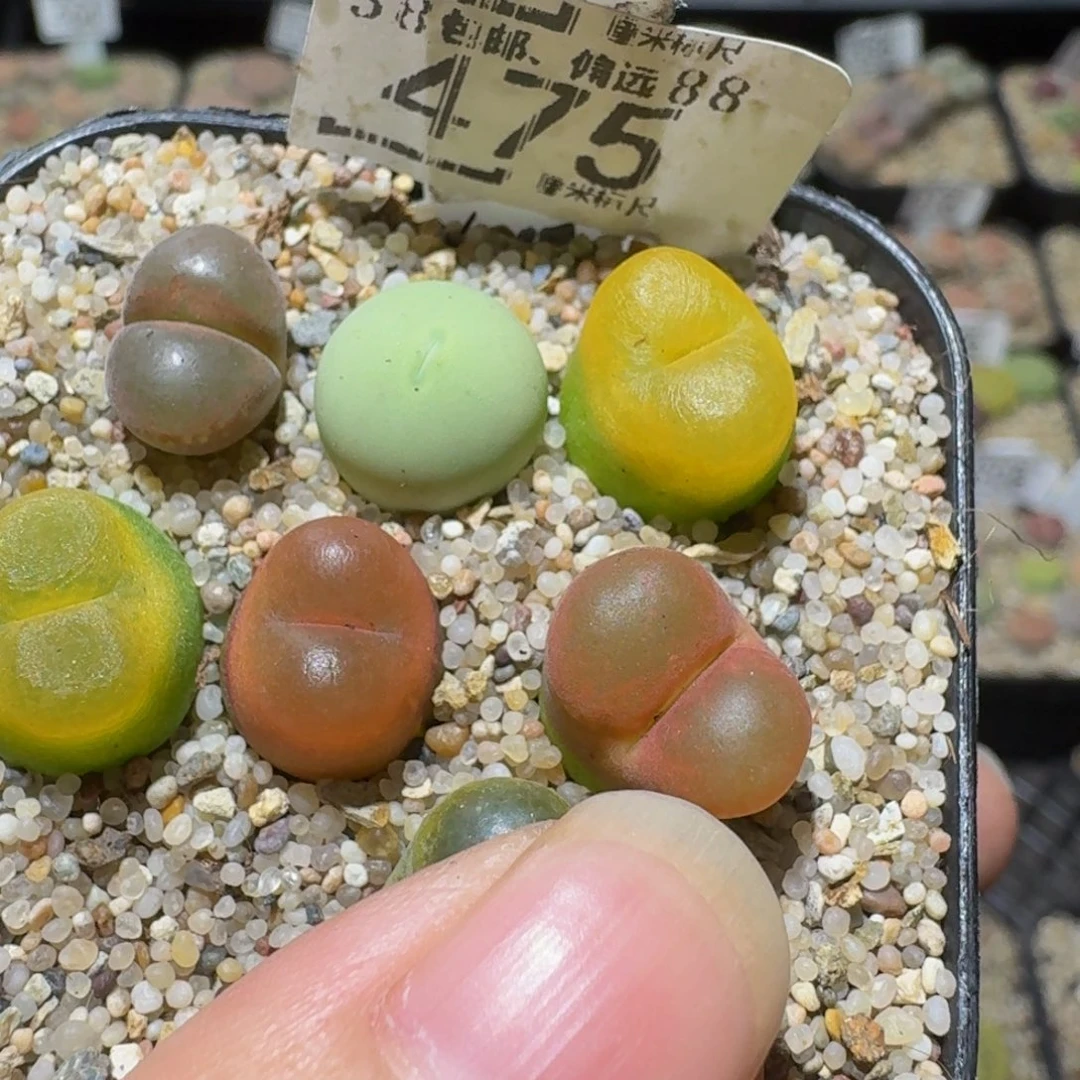 Ssss精品生石花475