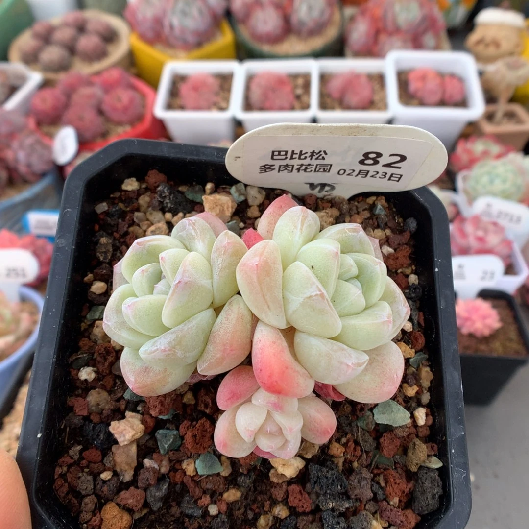 82三头冰玉多肉植物