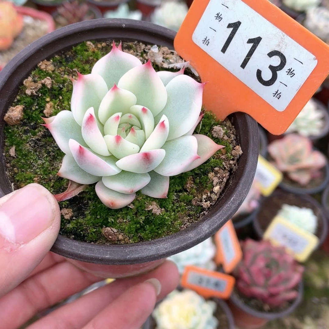 【闪购商品】113号