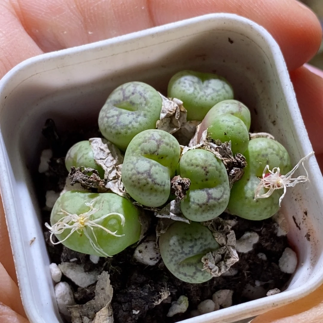 群生猴子好看好看