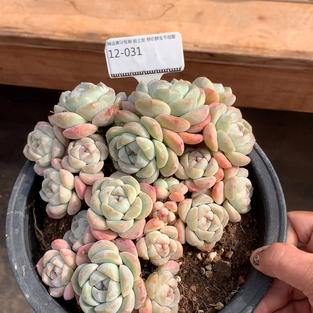 冰玉梦露杂优选精品多肉