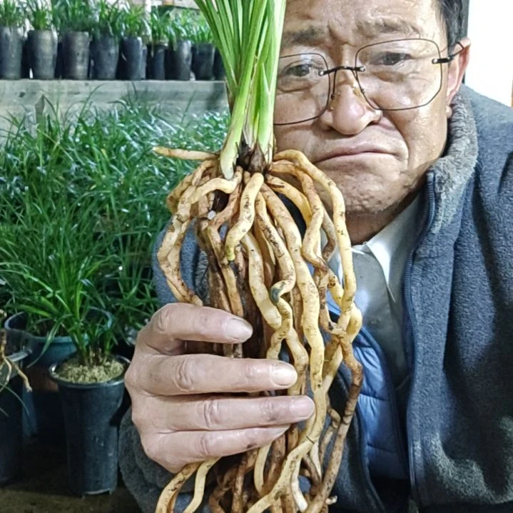 完全开放莲瓣兰石鼓大雪素