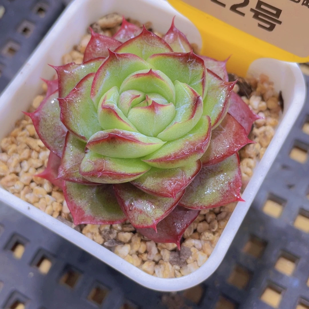 822号 睫毛荔枝玫瑰
