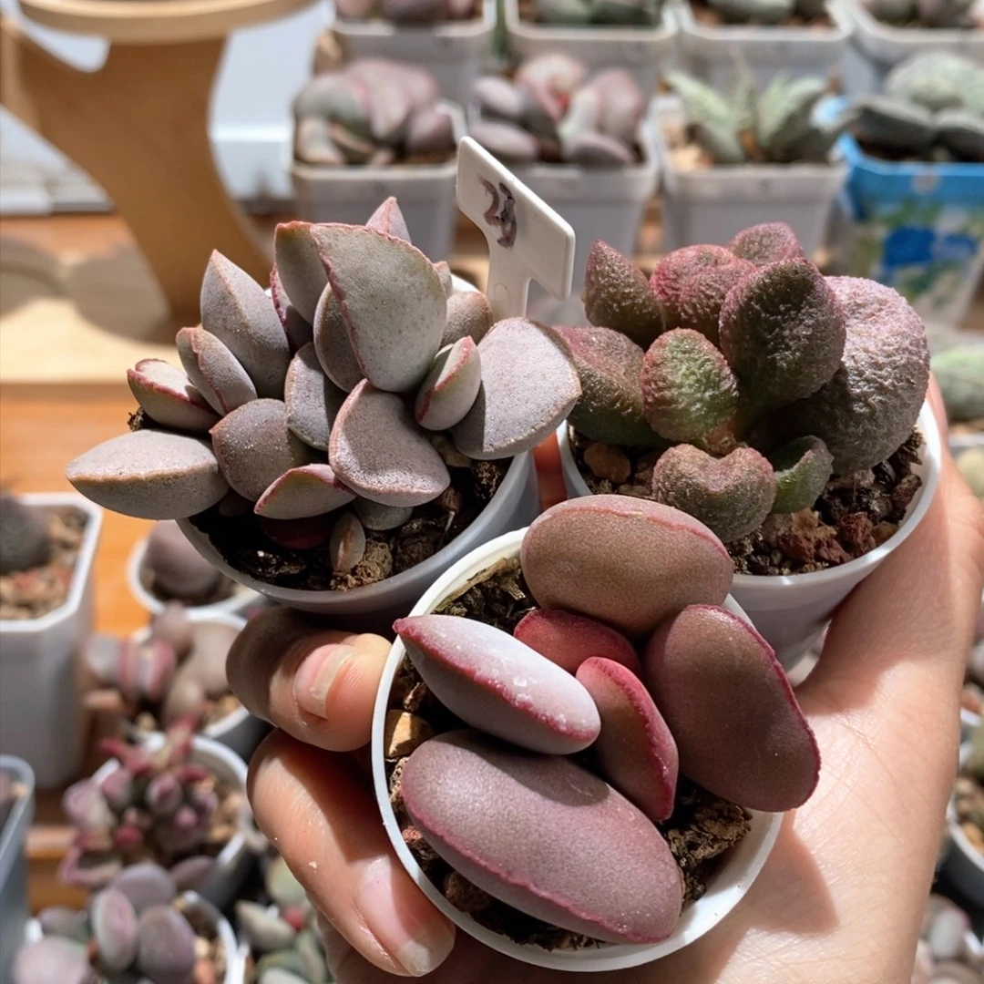 云****0云雪专拍水泡多肉植物