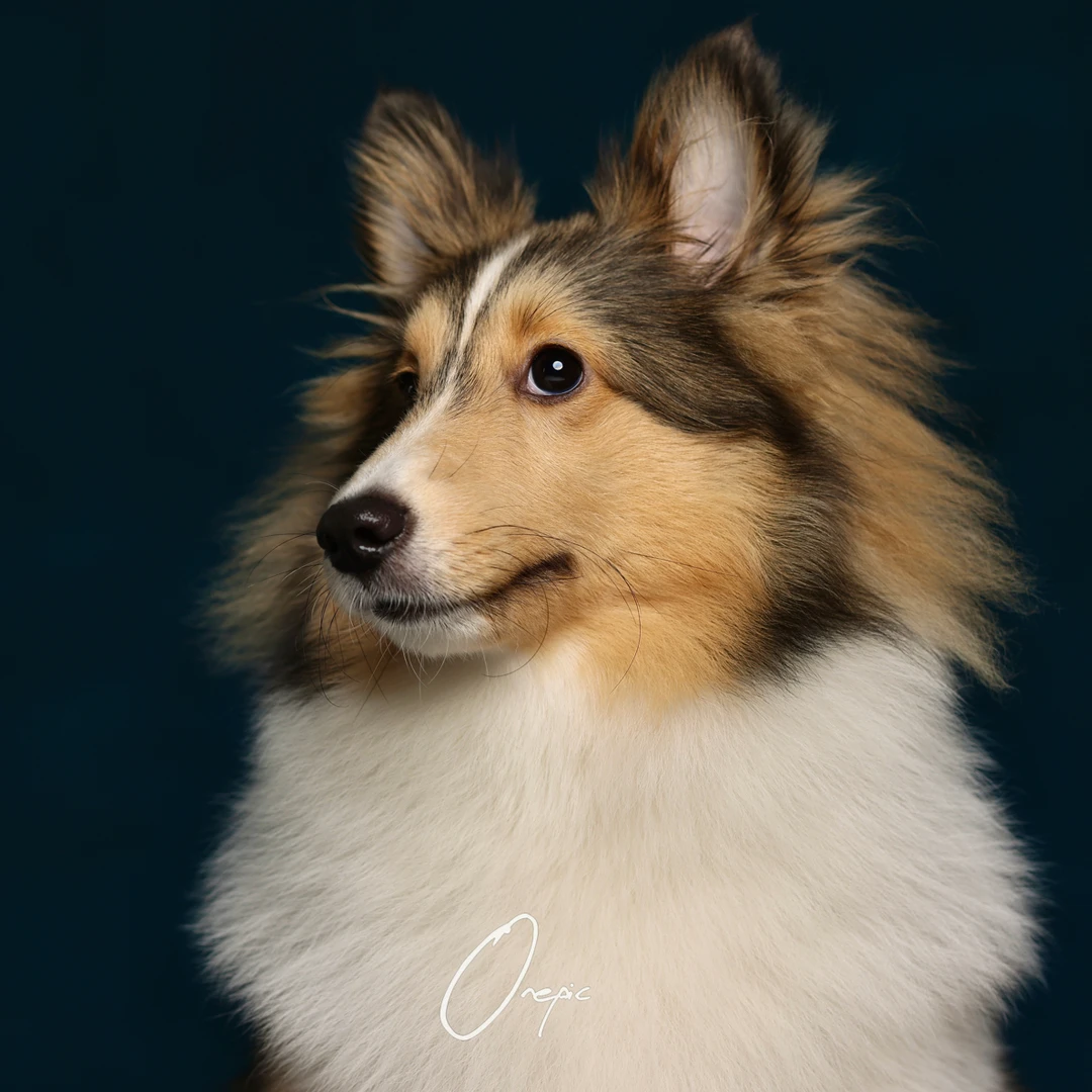 Ourpet宠物证件照拍摄（仅限单只宠物）