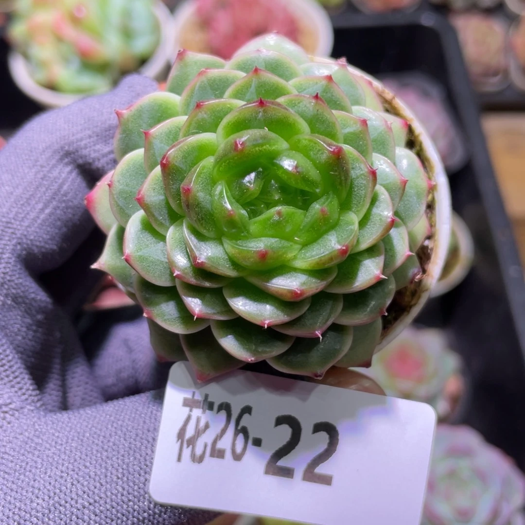 花利美26-22碧砚