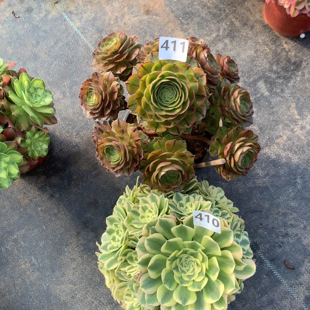 【闪购商品】411 410 万拉丝。绿豆沙