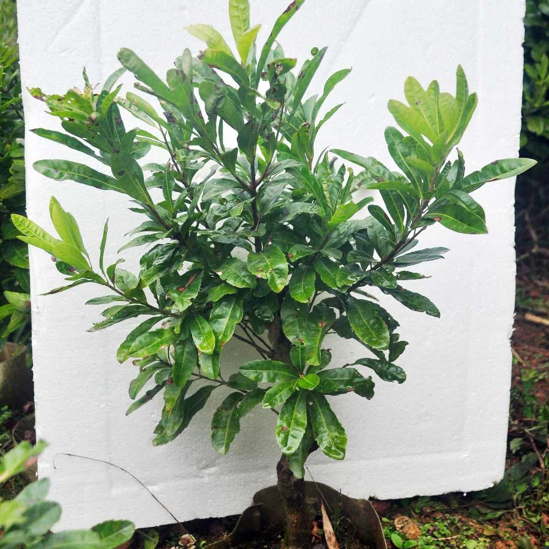 早熟大果杨梅王子安海嫁接2-3年布袋苗