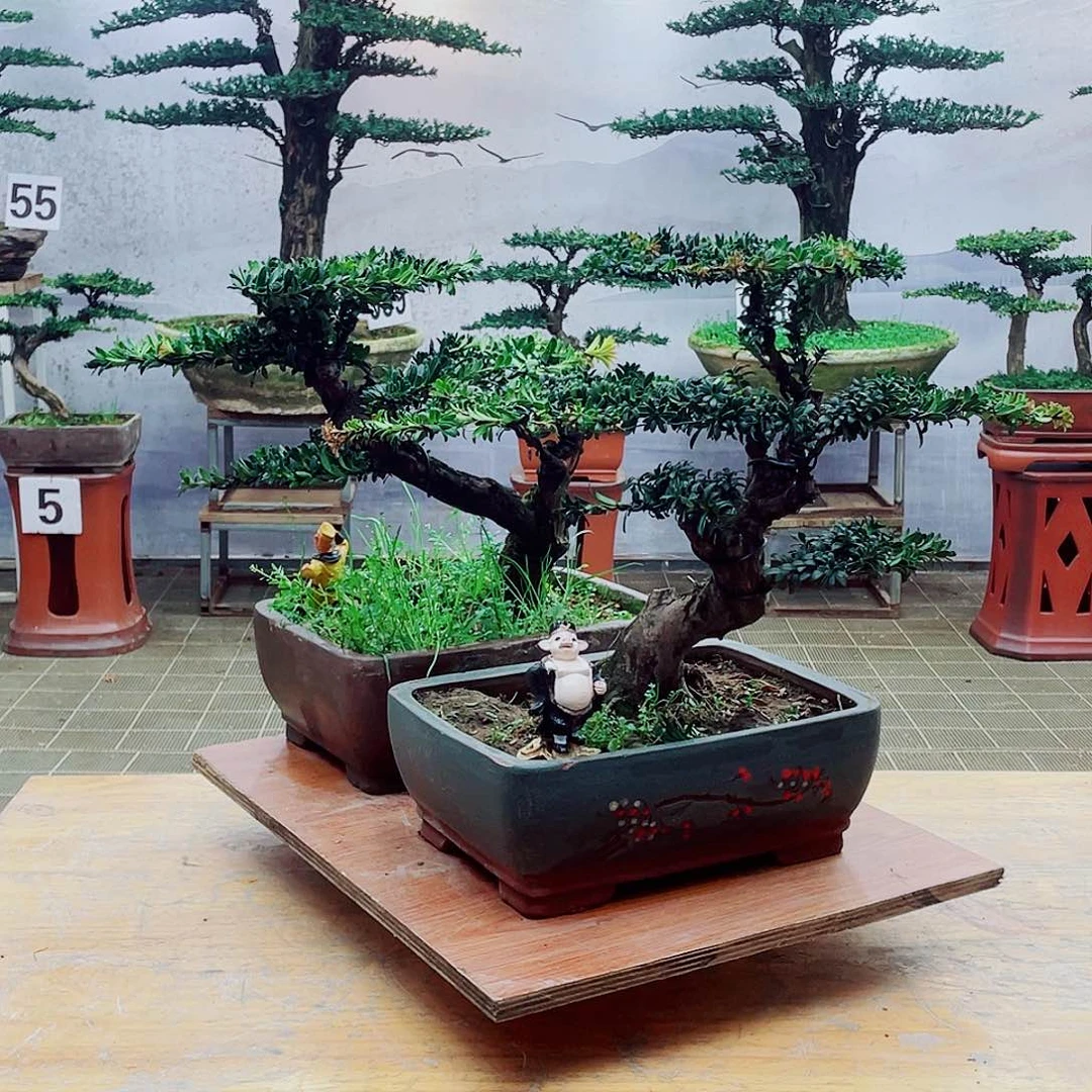 盆景盆景造型罗汉松盆景