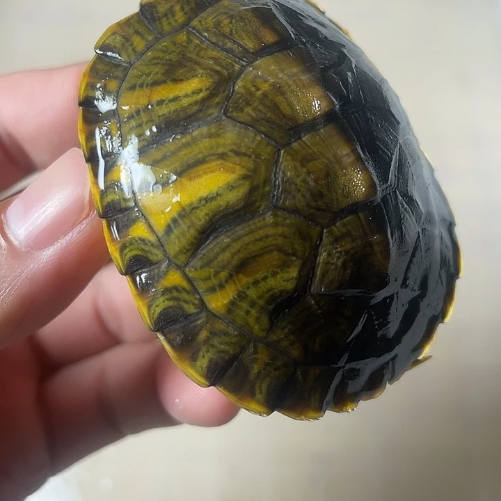 不分公母宠物龟宽纹黄耳
