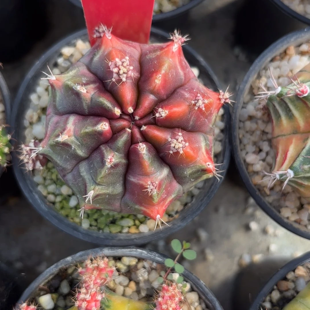 152-1201泰国发货多肉