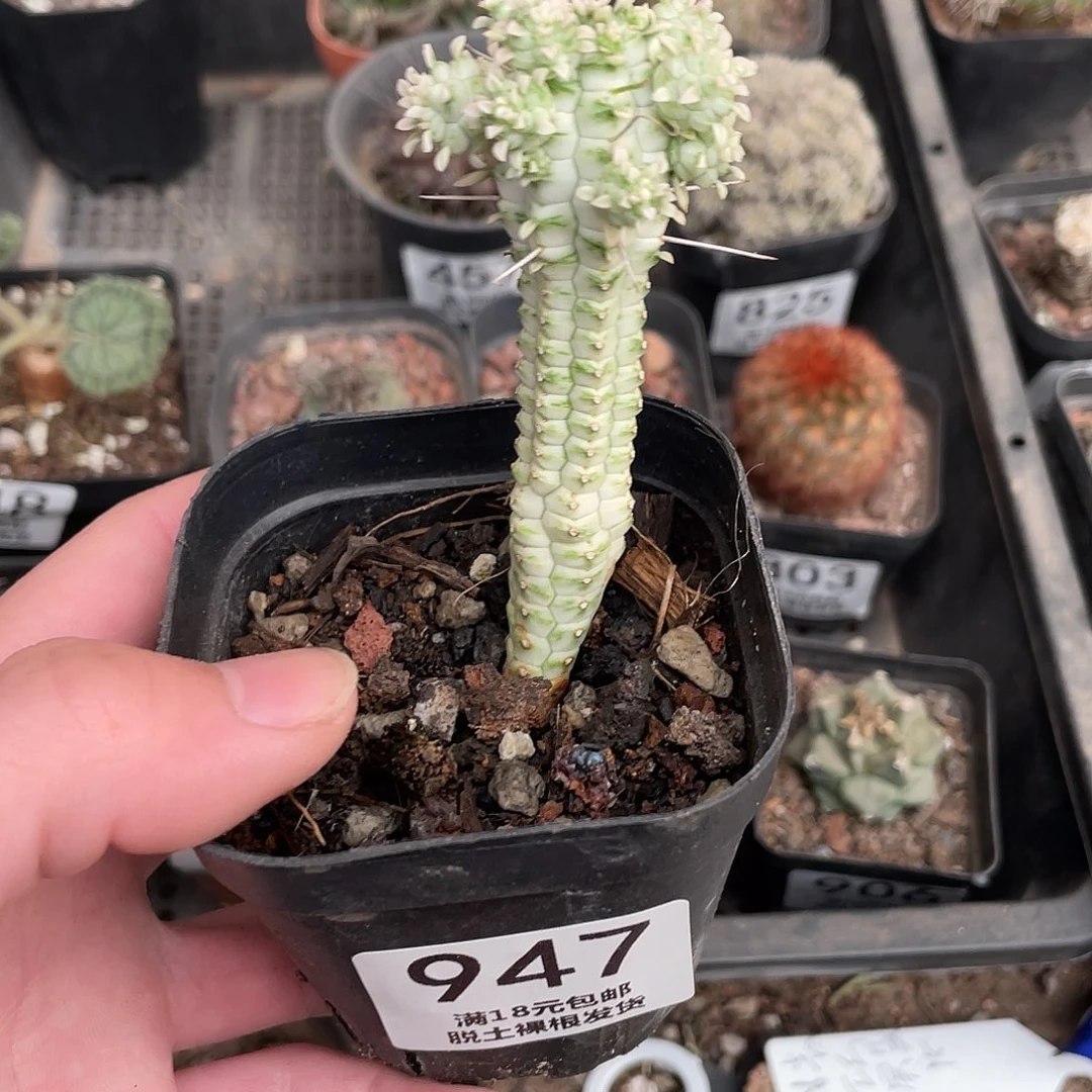 947白桦麒麟（满18包邮）