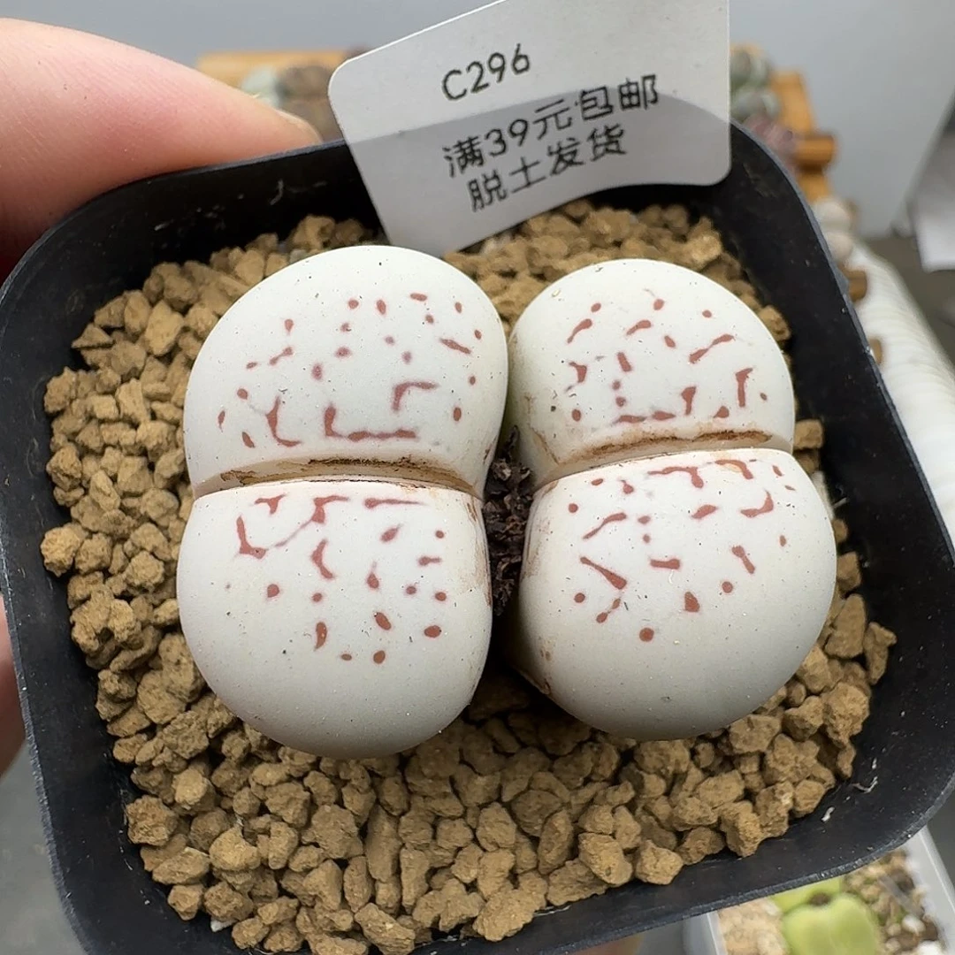 296多肉哈哈哈哈哈哈干