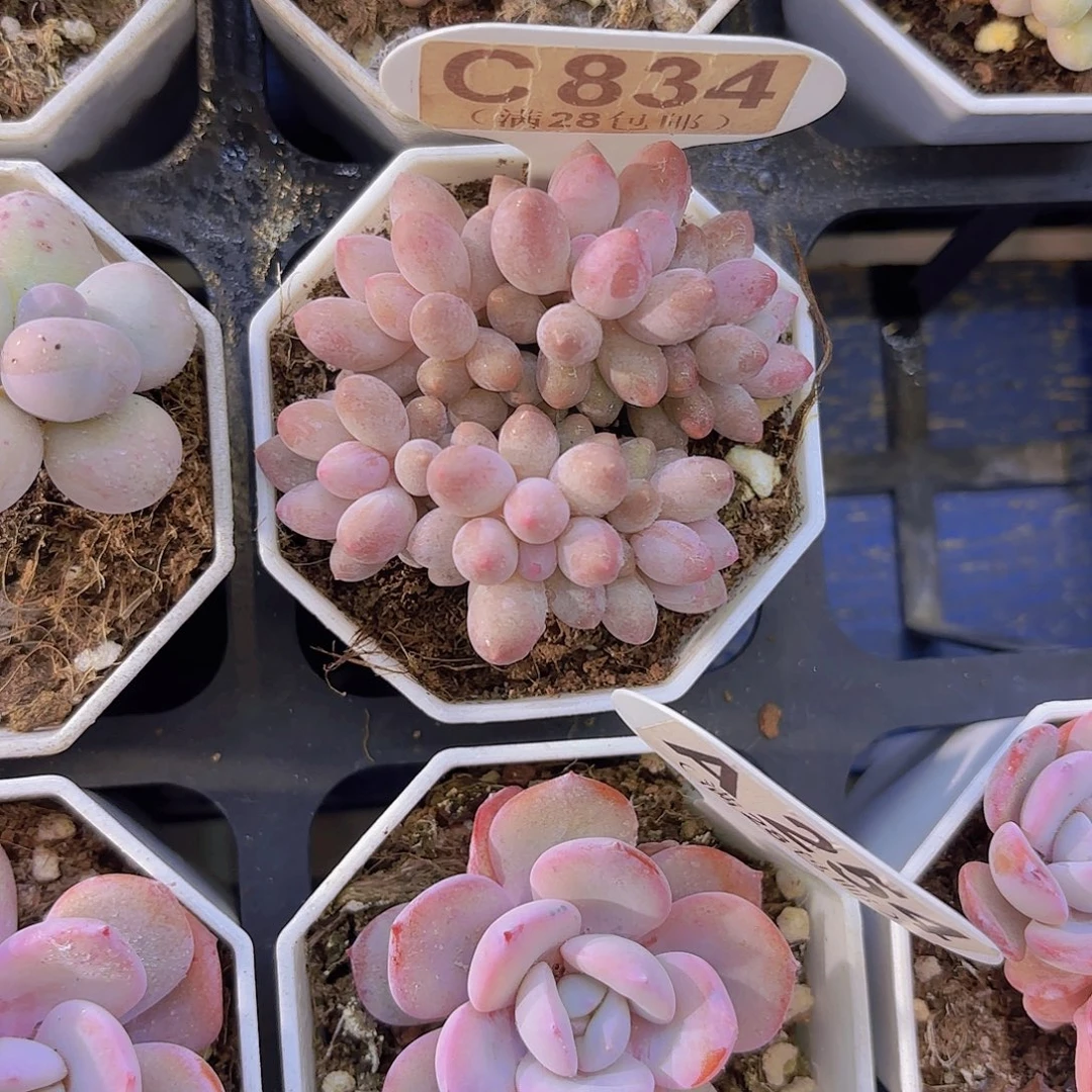 C834手指一物一拍