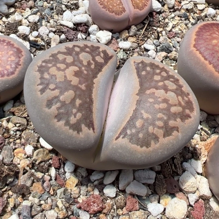 24471红窗菊大菊4.4公分