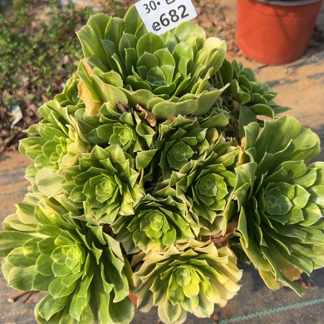 682五彩琉璃多肉法师