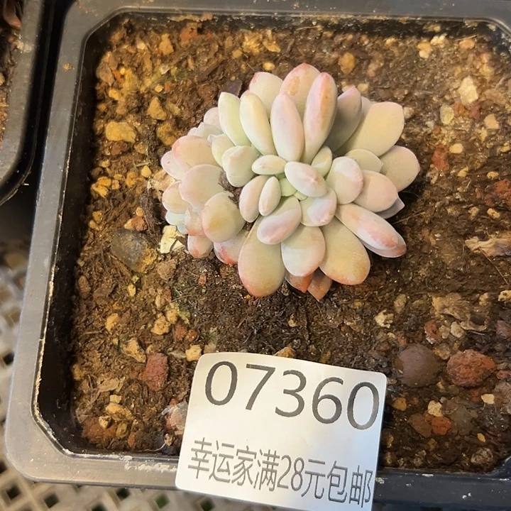 幸运的是我还没遇到你呢