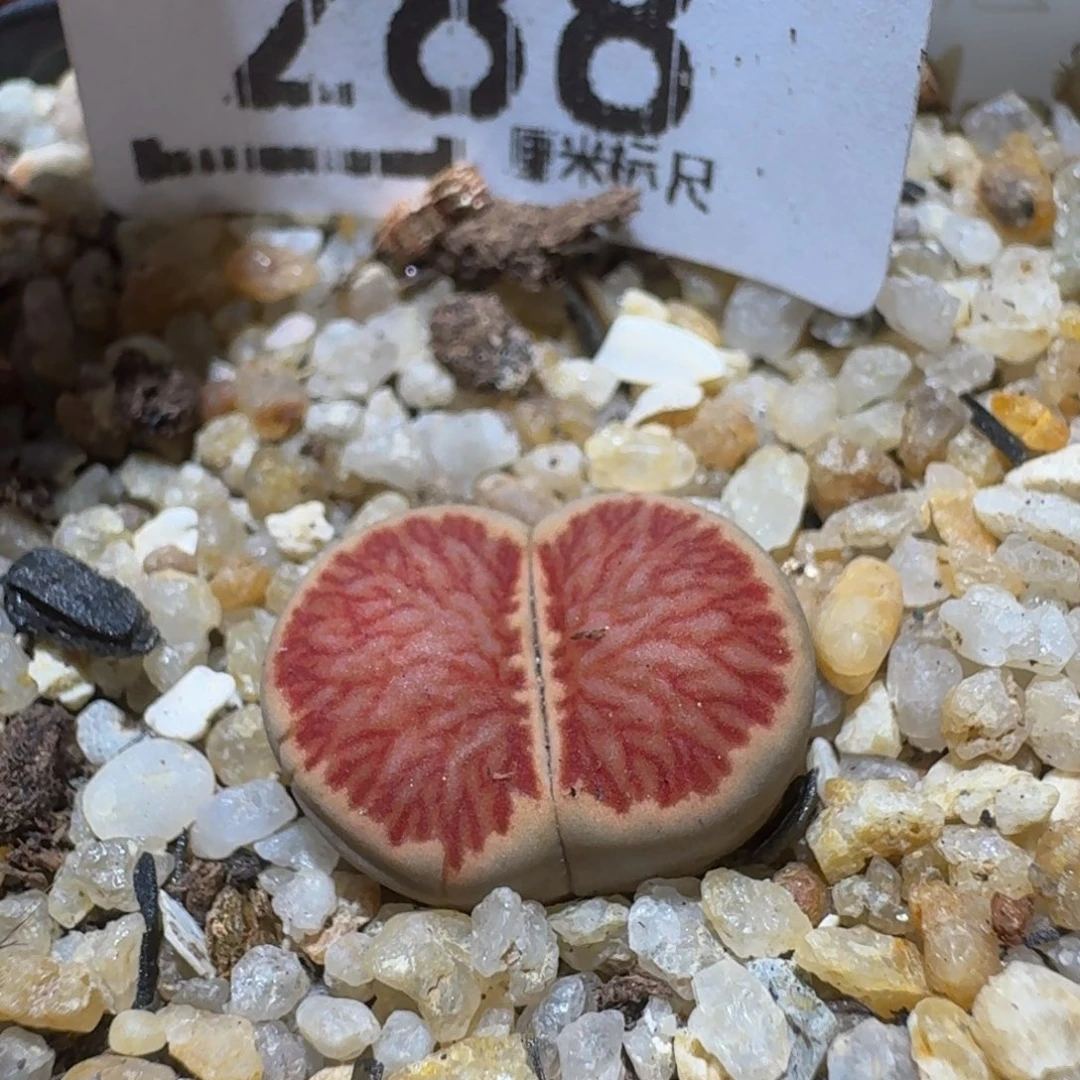 Ssss精品生石花288