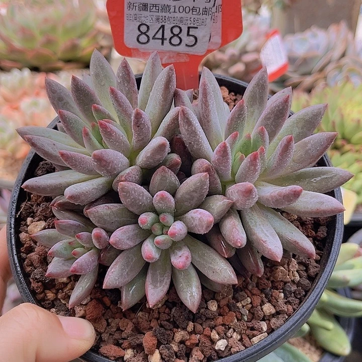 8485虞美人。