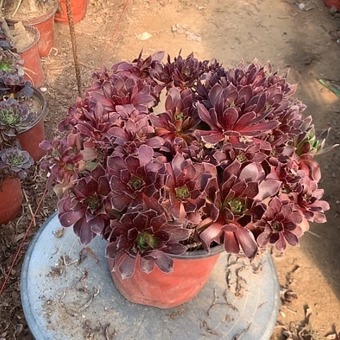 凤凰多肉植物法师42