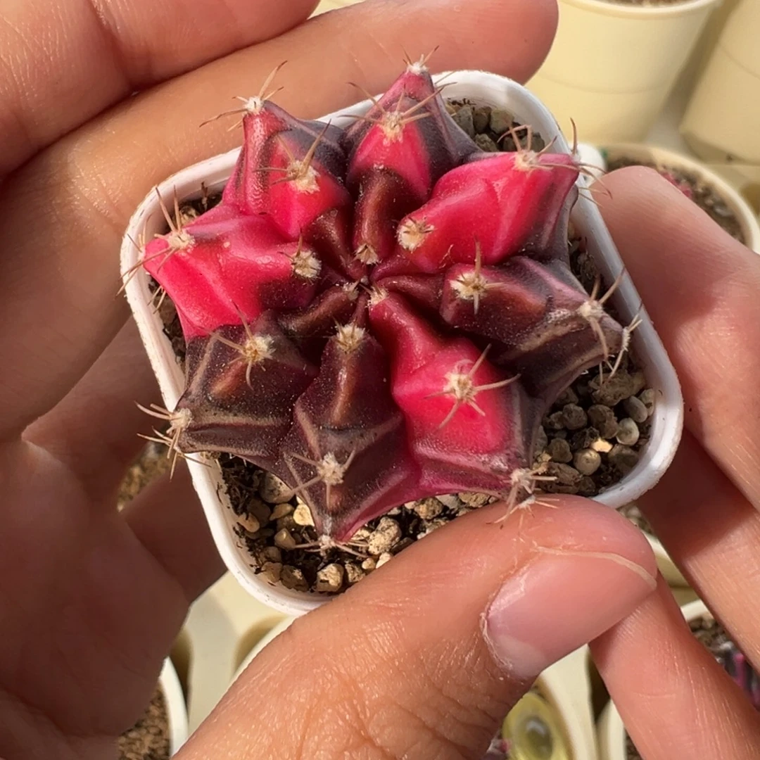 305 好看的米哈冲冲冲