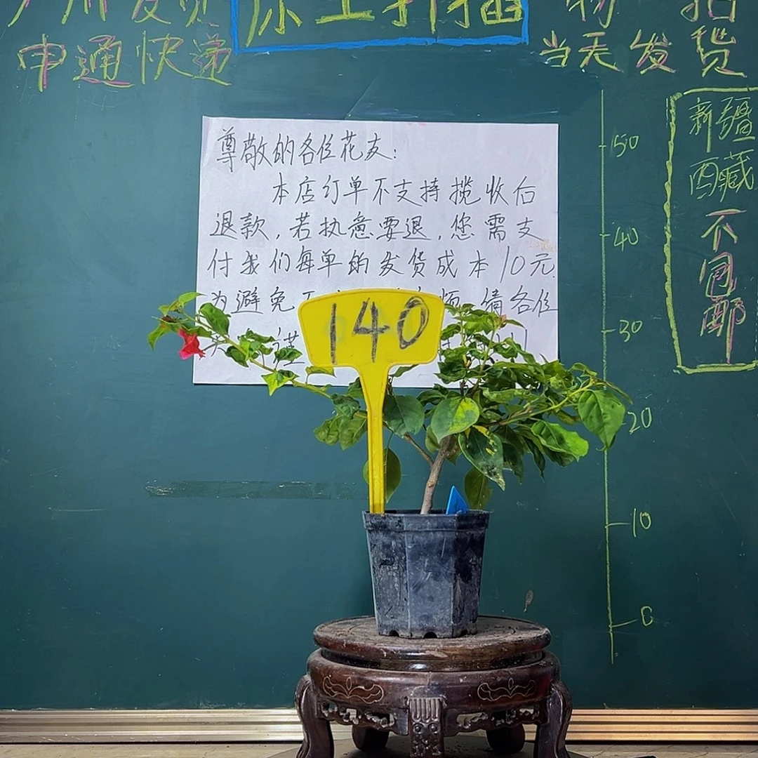 当前无花栽培后可以开花香港丽人 大宝 140