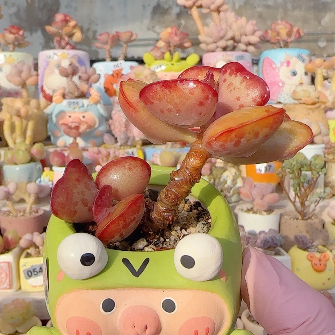 高低造型爱心 盆口5cm