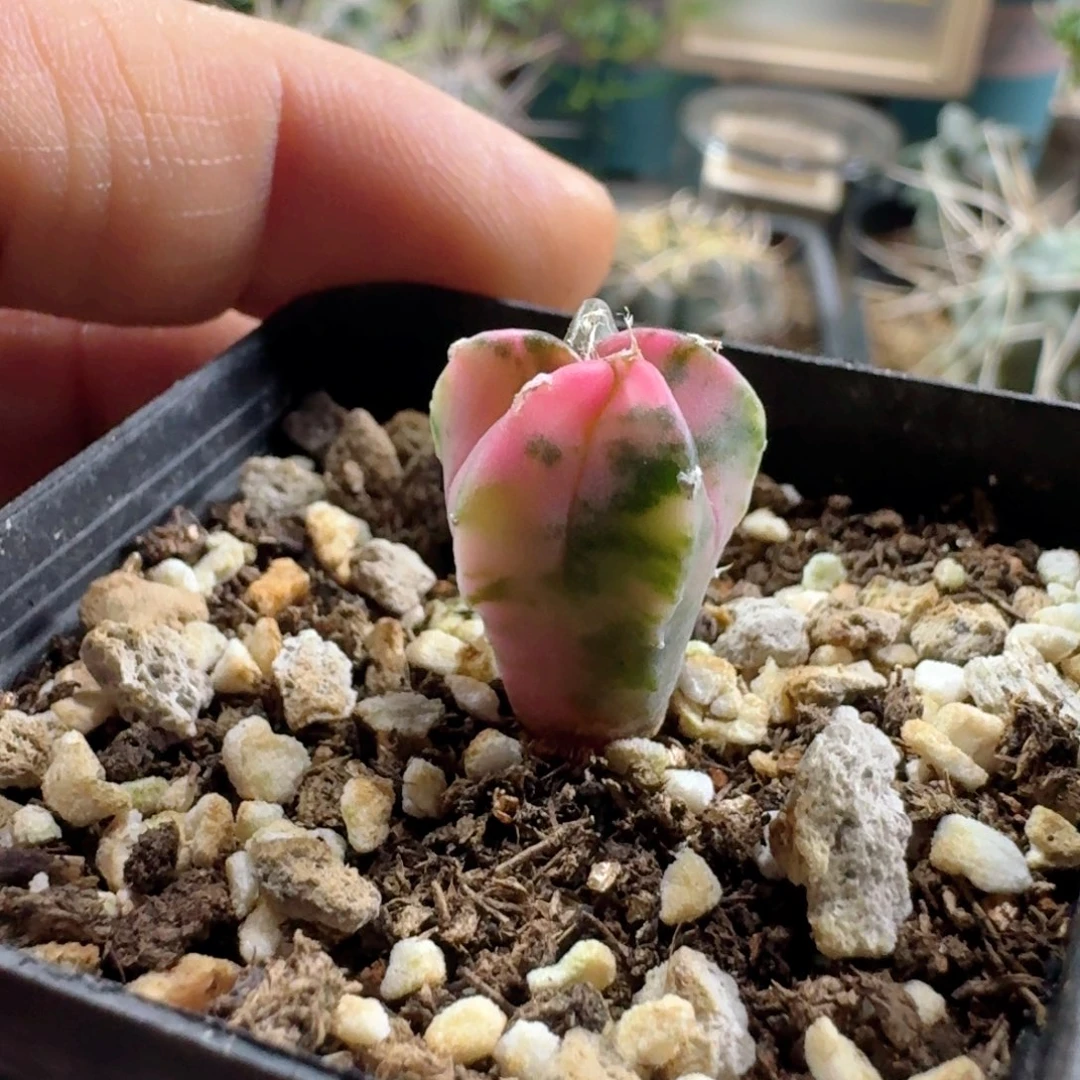 559鸾凤玉锦带盆发货