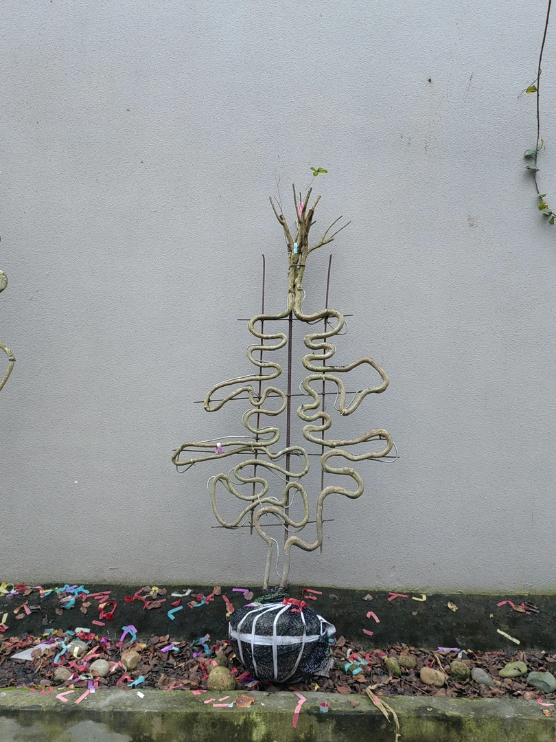 印象客家专属活字体福字适合庭院花坛种植植物