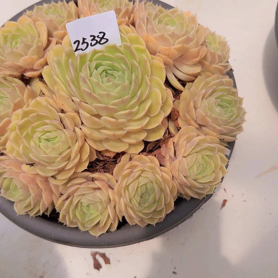 云***绕2538昂斯诺多肉植物