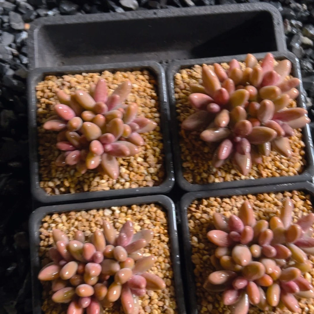 糖果美人111111111