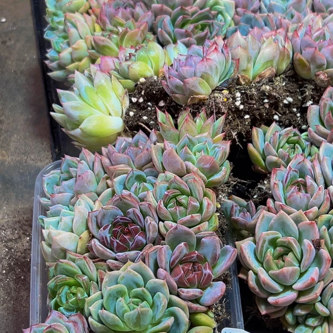 656量拍一盒保底12颗