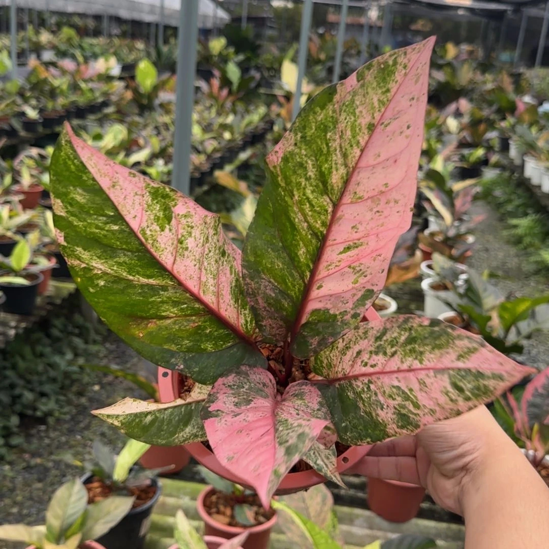 13-1107泰国发货鸟巢花烛