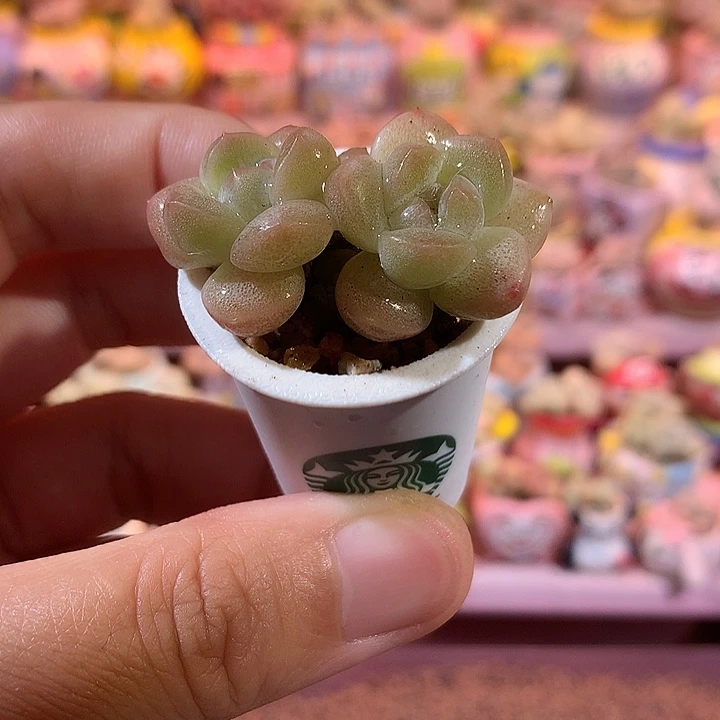 冰透溏心冰玉 满100包邮