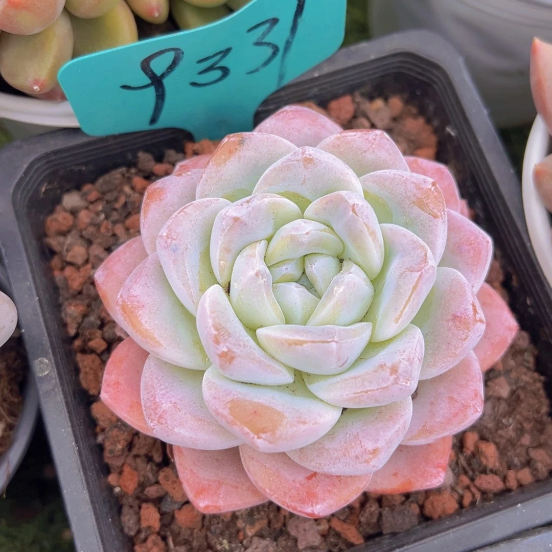 香玉的故事是一个人