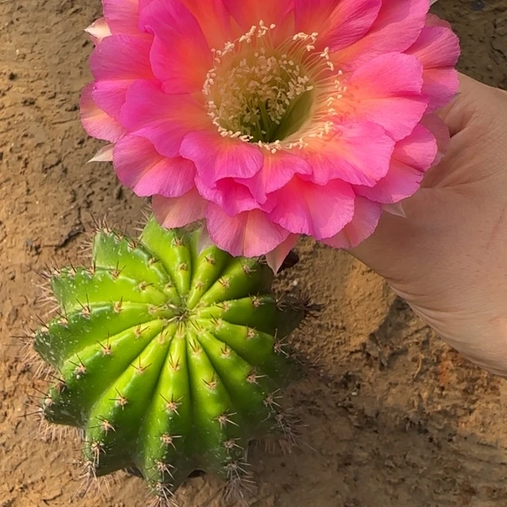 0***7仙人球美花带根彩17