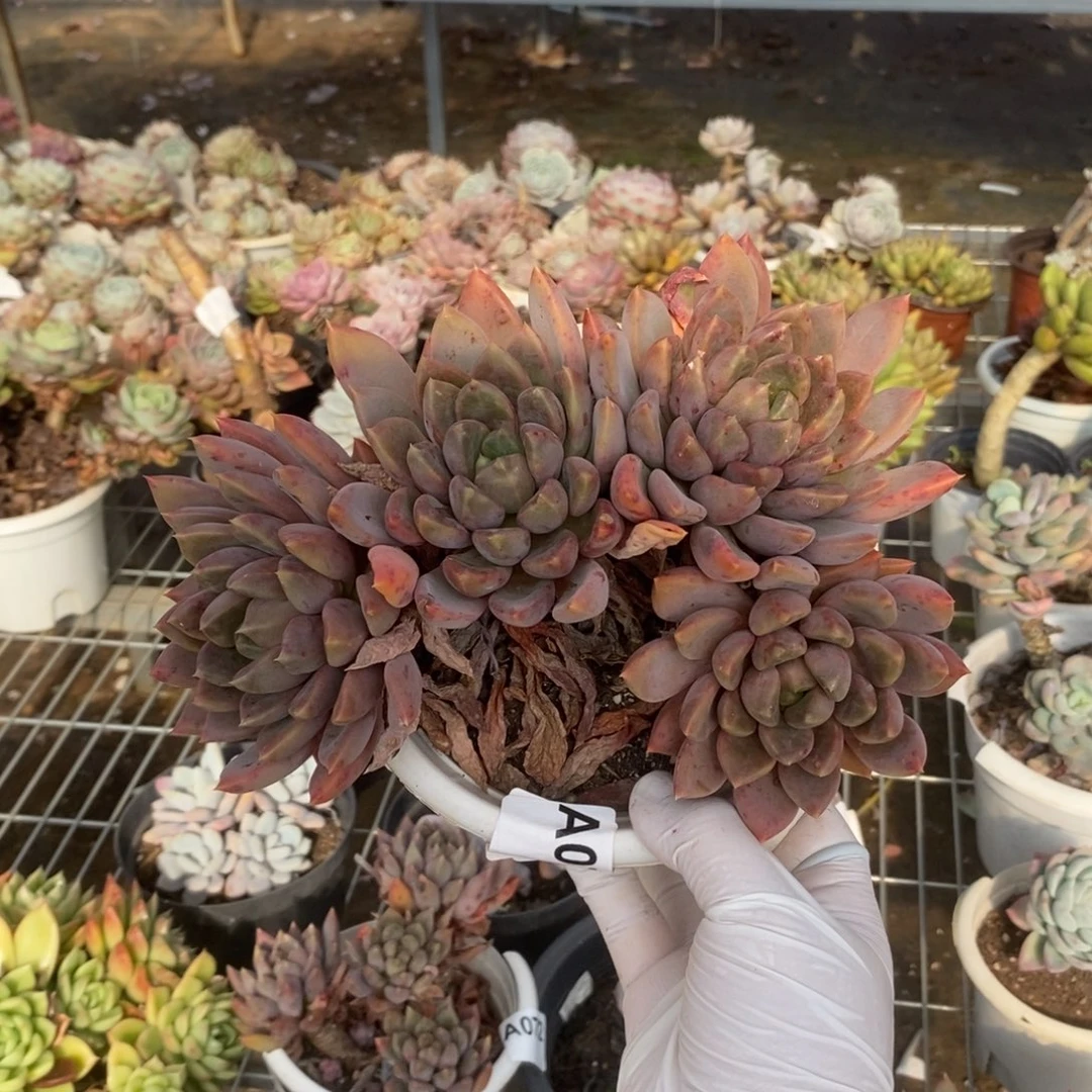 070象牙老桩一物一拍