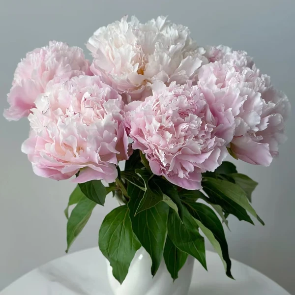 【凯瑟琳娜】裸根芍药包对版-庭院阳台花卉重瓣大花粉色